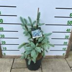 Smrek pichľavý (Picea Pungens) ´ERICH FRAHM´  výška: 40-60 cm, kont. C7.5L